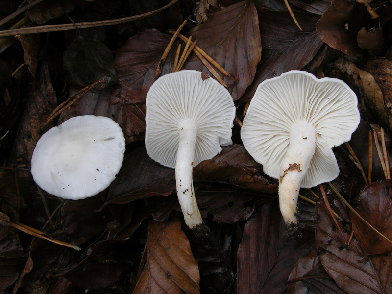 Funghi di sabato 08 novembre.